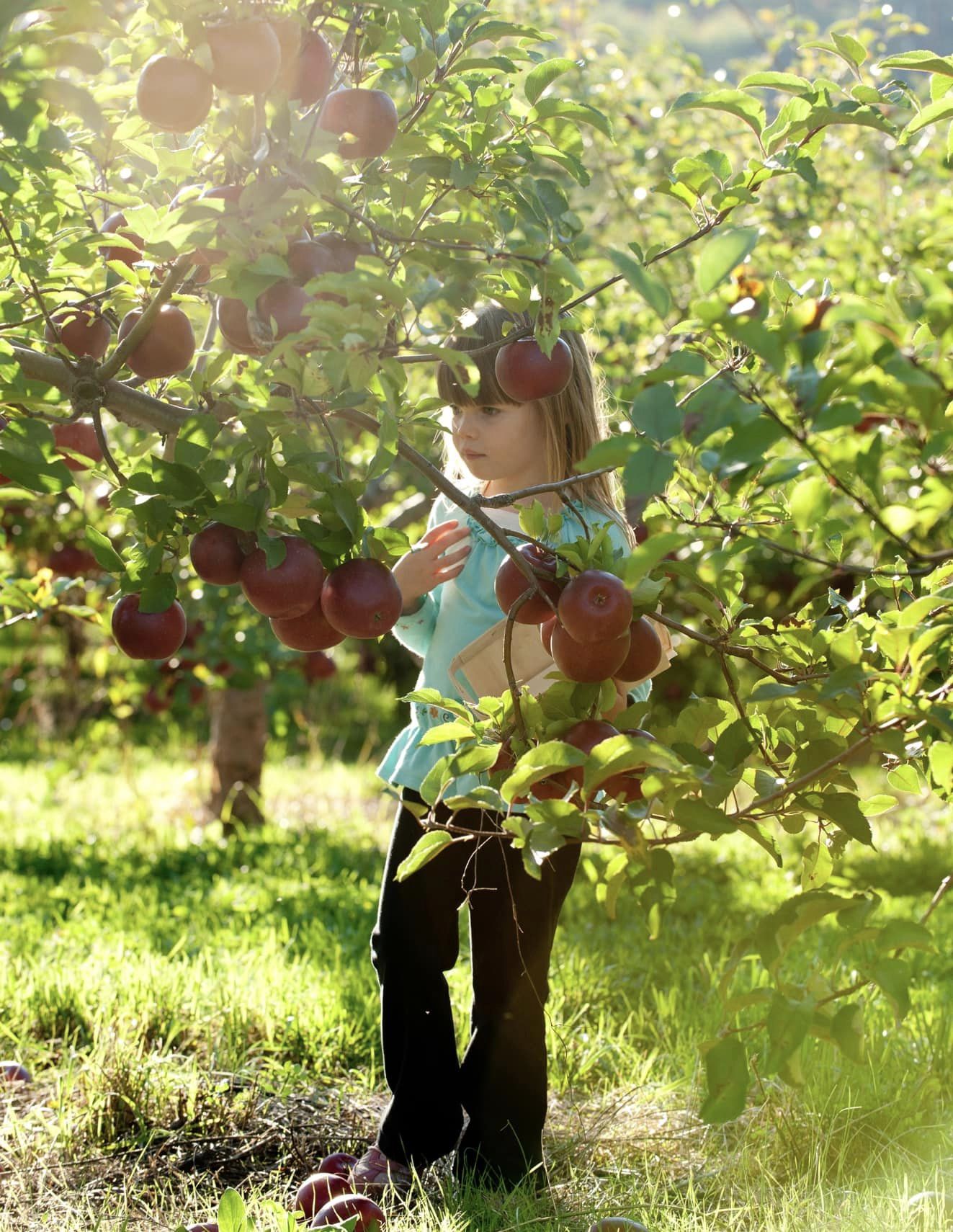 “Pick Your Own” at Connecticut Farms | Visit CT