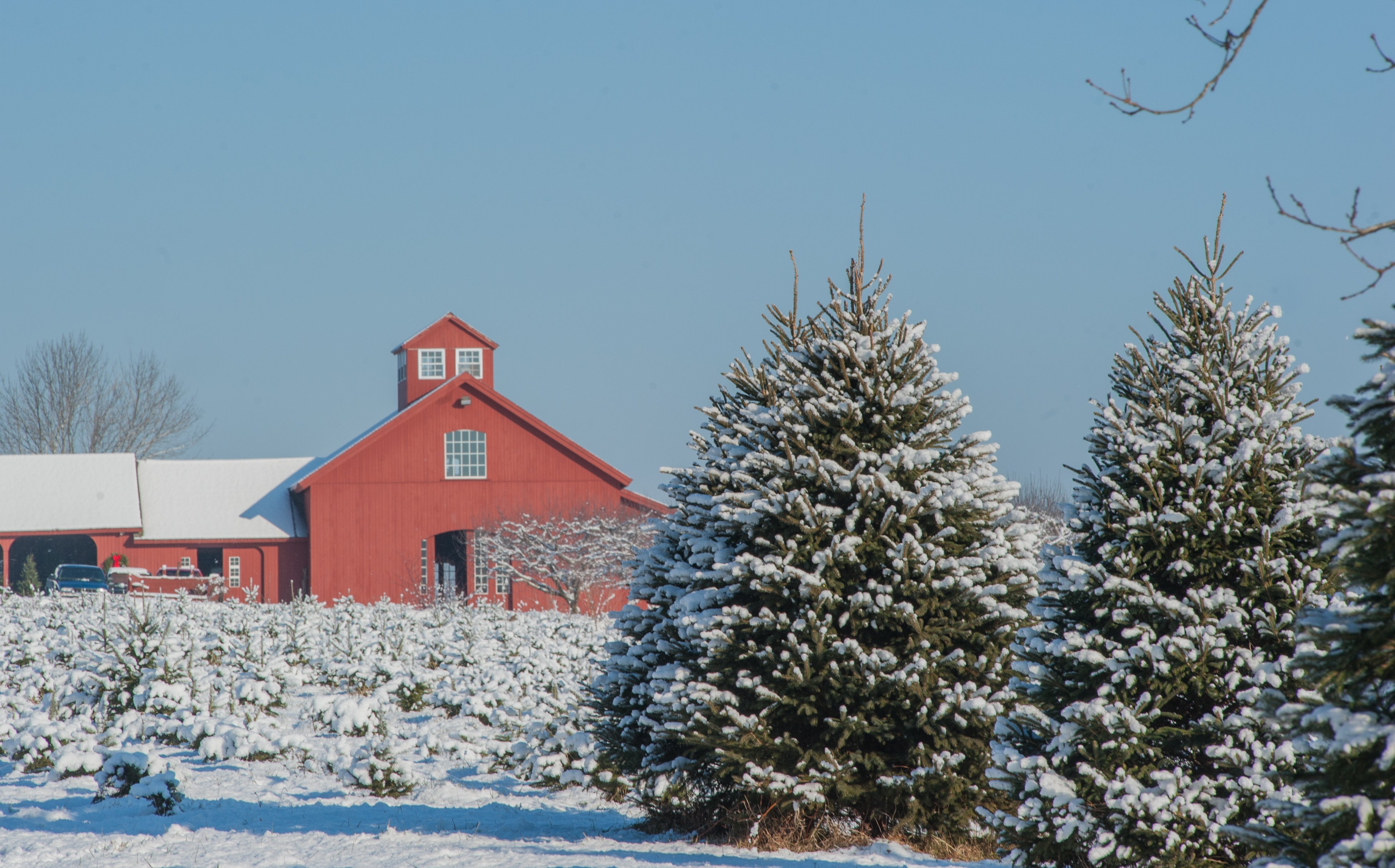 Snow-covered Christmas tree farm with red barn under clear blue sky