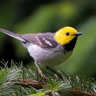 Connecticut Audubon Society Birdcraft Museum & Sanctuary | Visit CT