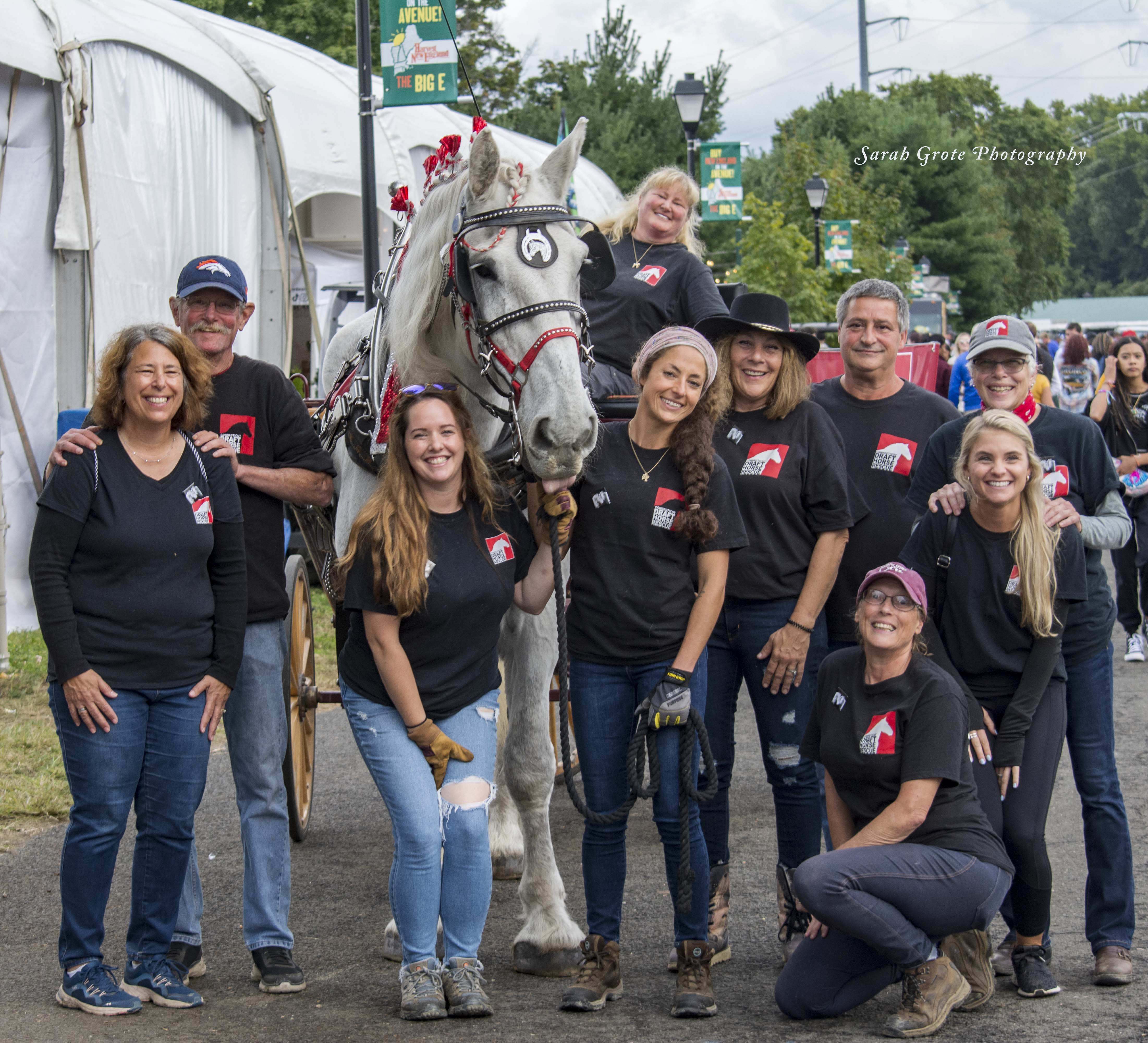 horse rescue