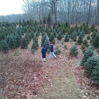 Joseph's Tree Farm | Visit CT