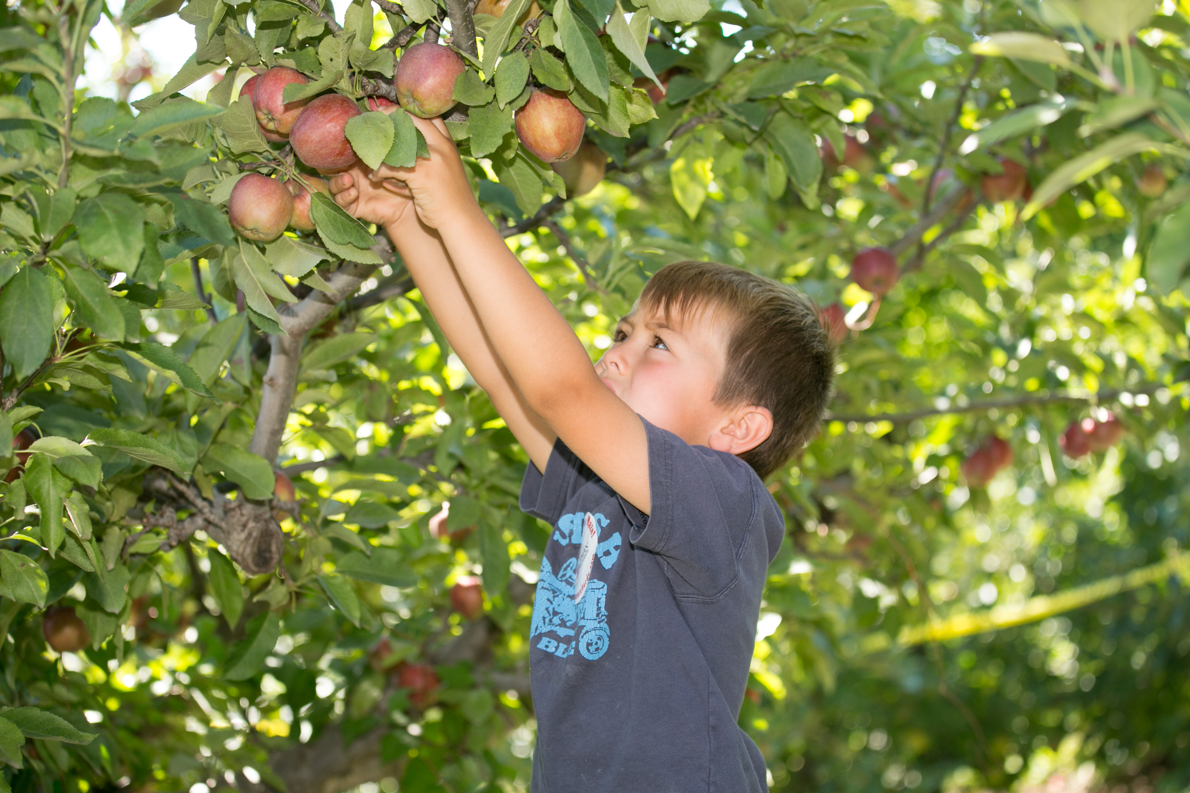 Lyman Orchards | Visit CT