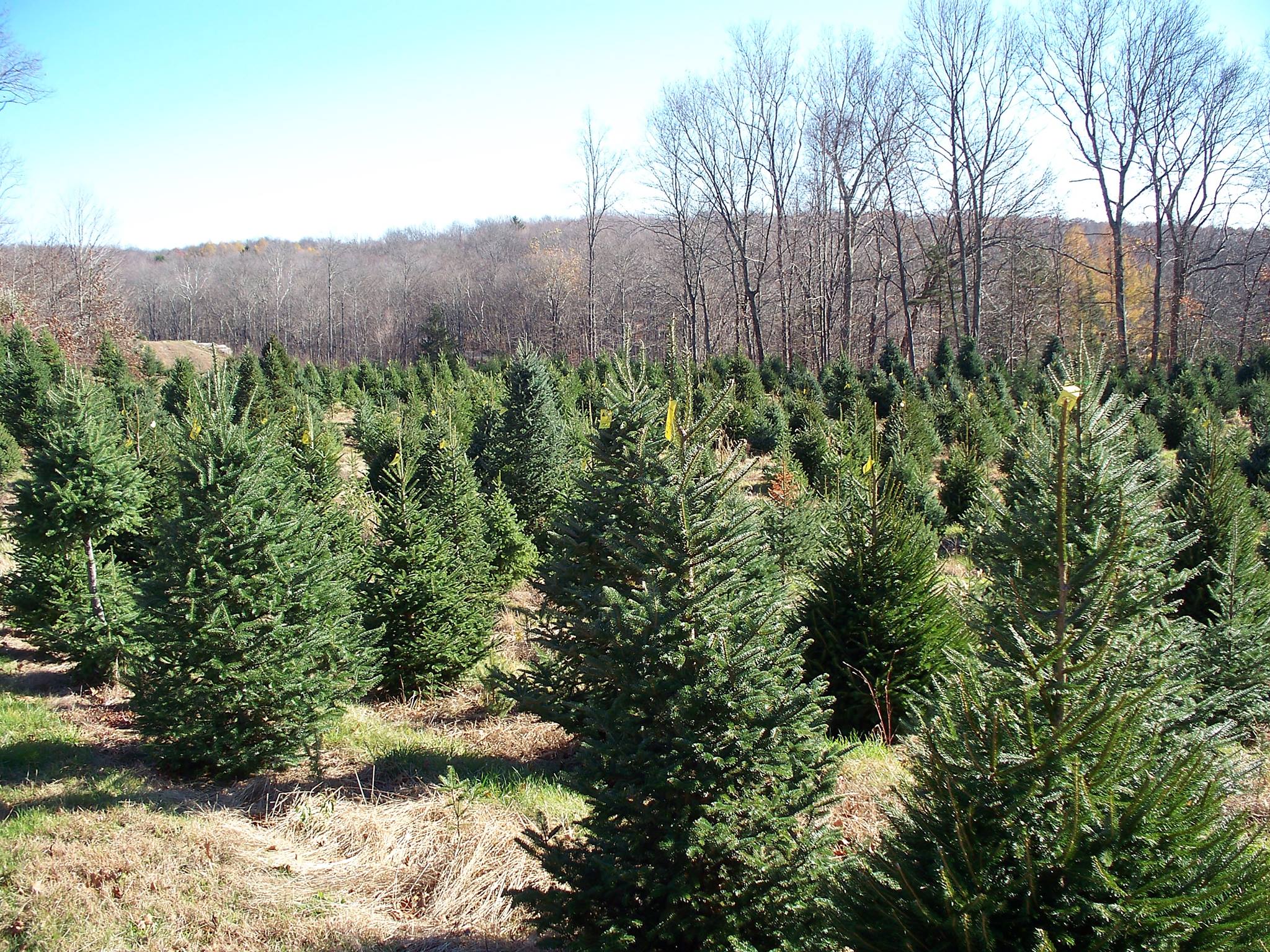 Cedar Ledge Tree Farm | Visit CT