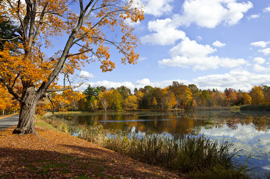 Hartford Blooms Fall Foliage Tours | Visit CT