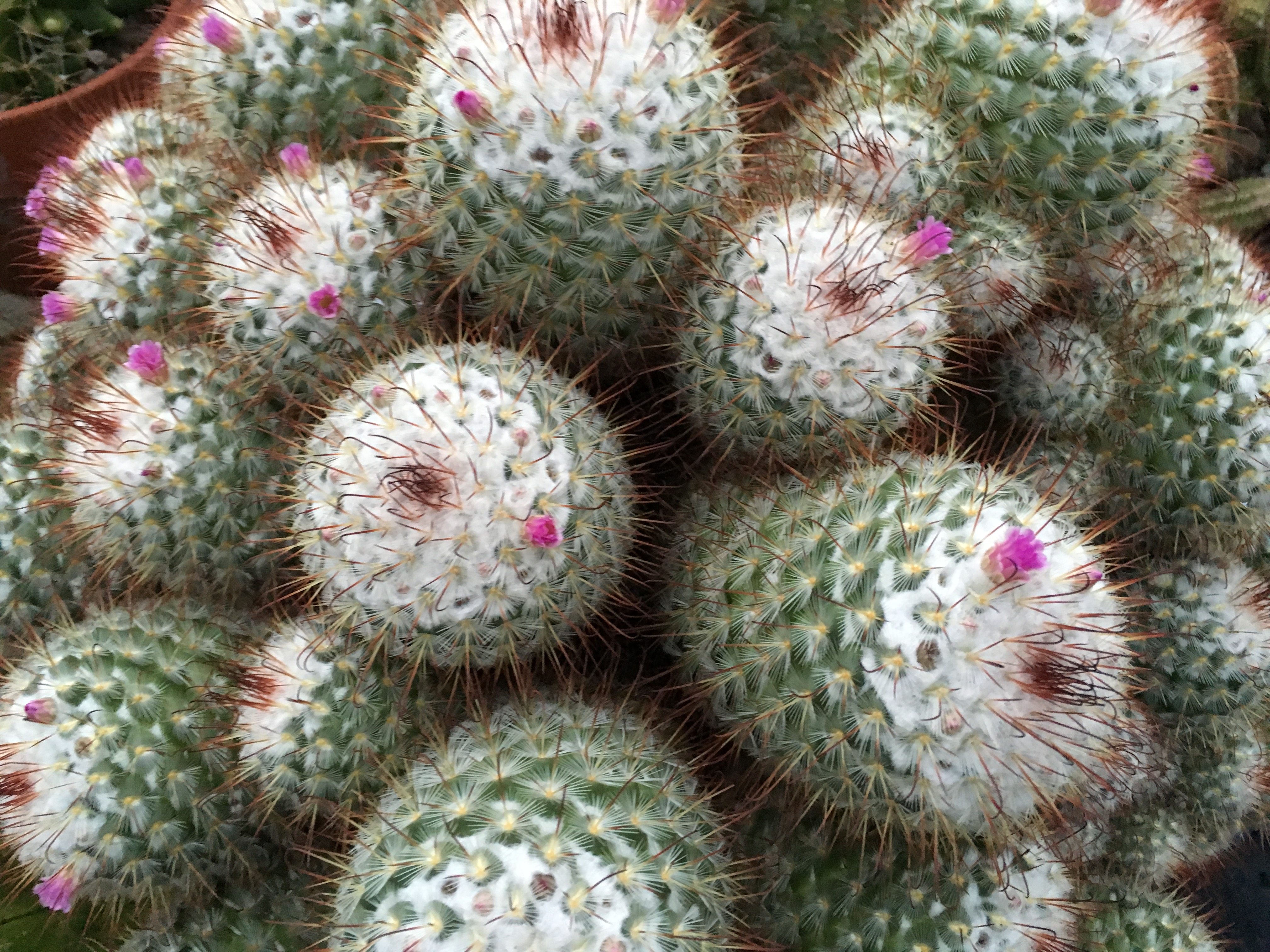 37th Annual CT Cactus & Succulent Society Show & Sale ...