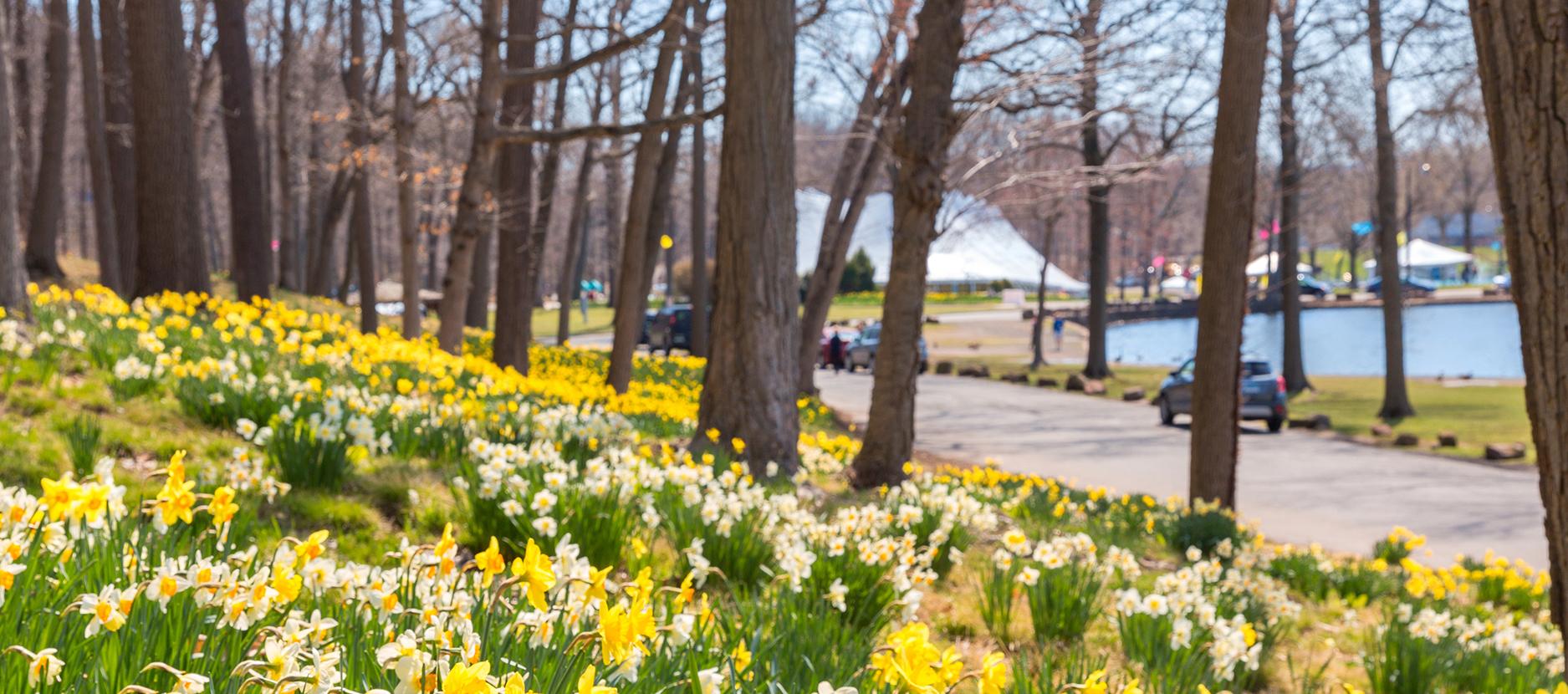 narcisos