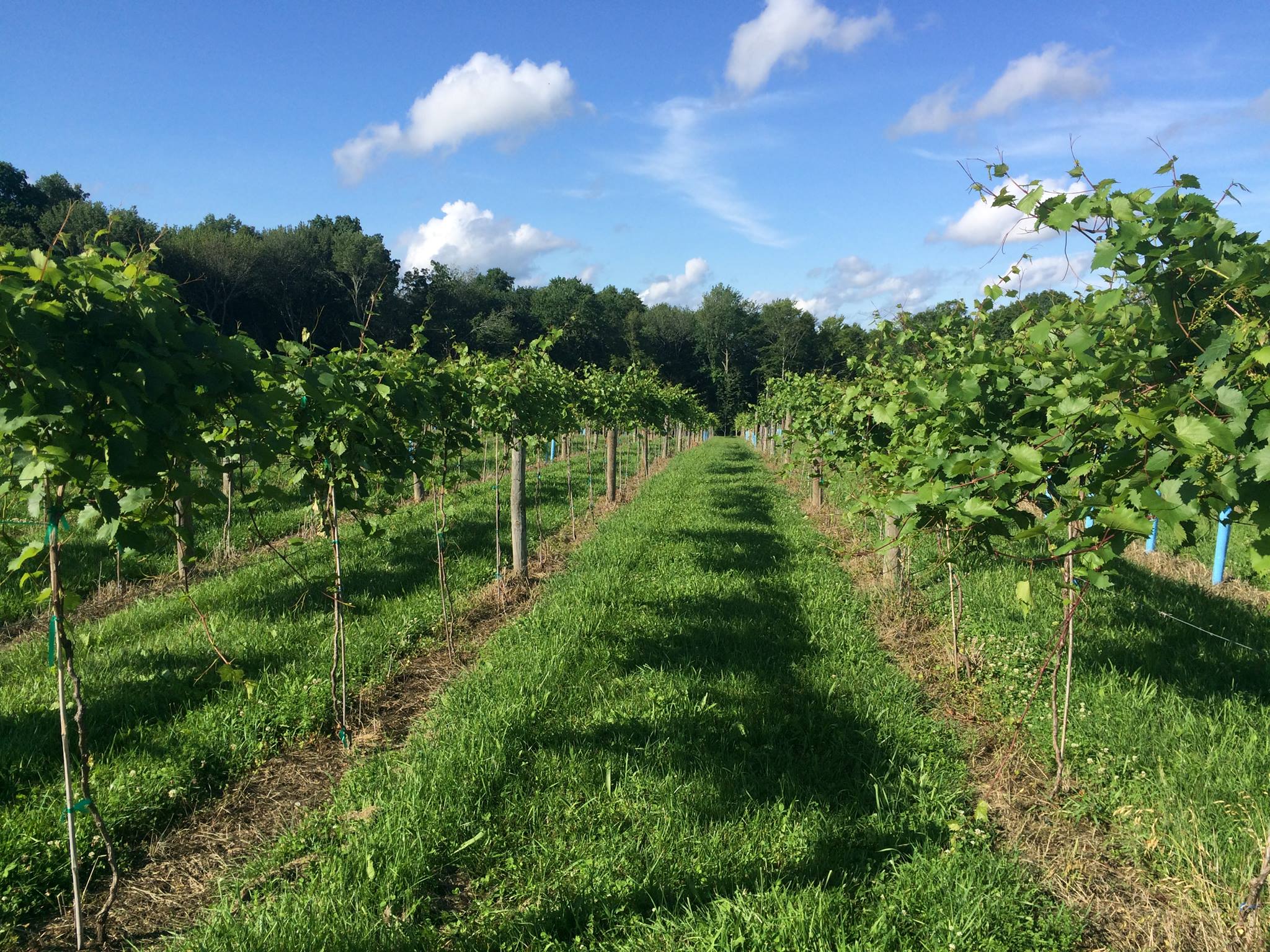 Making the Most of Wine Country CTvisit