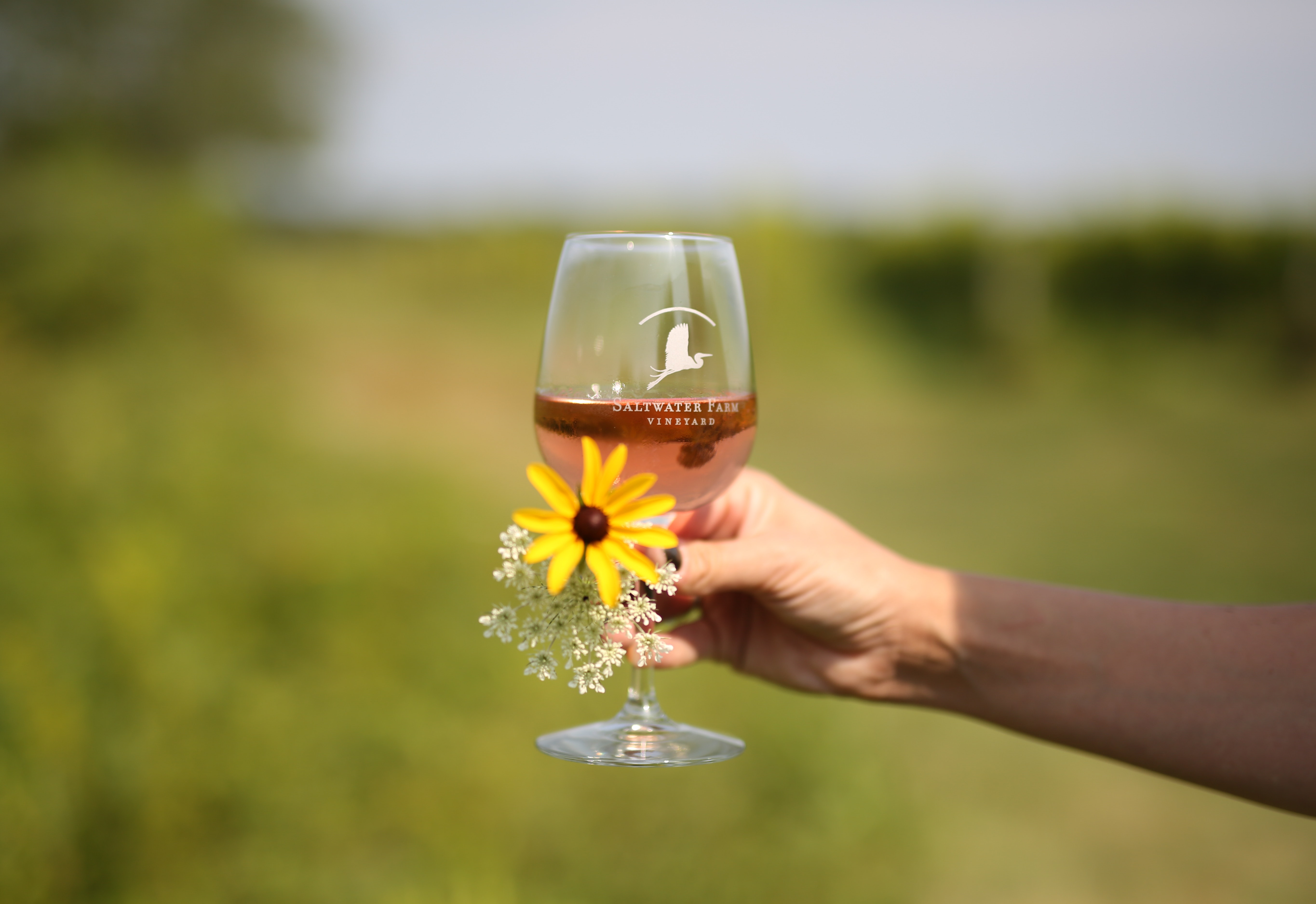 viñedo de agua salada