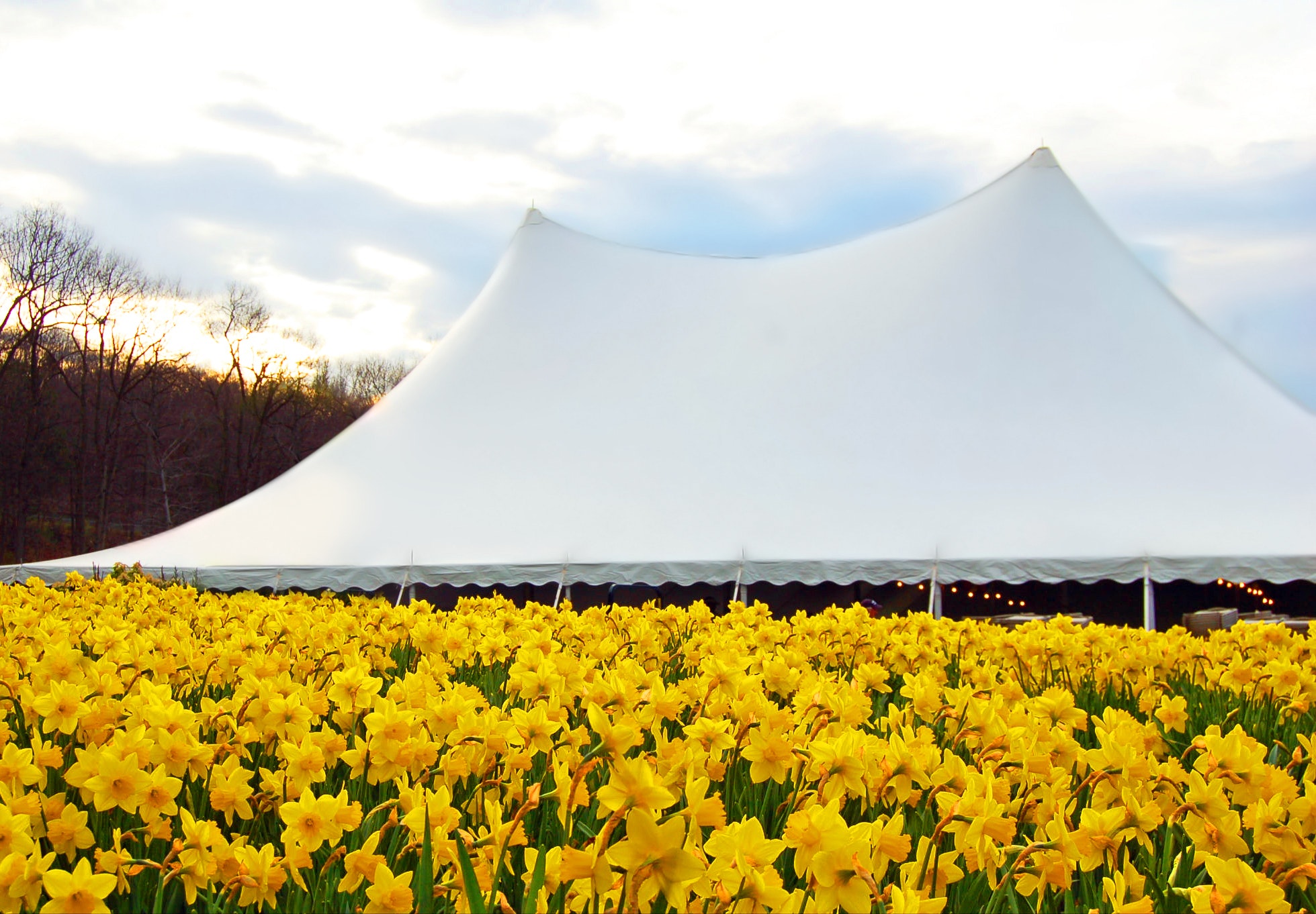 Festival del Narciso