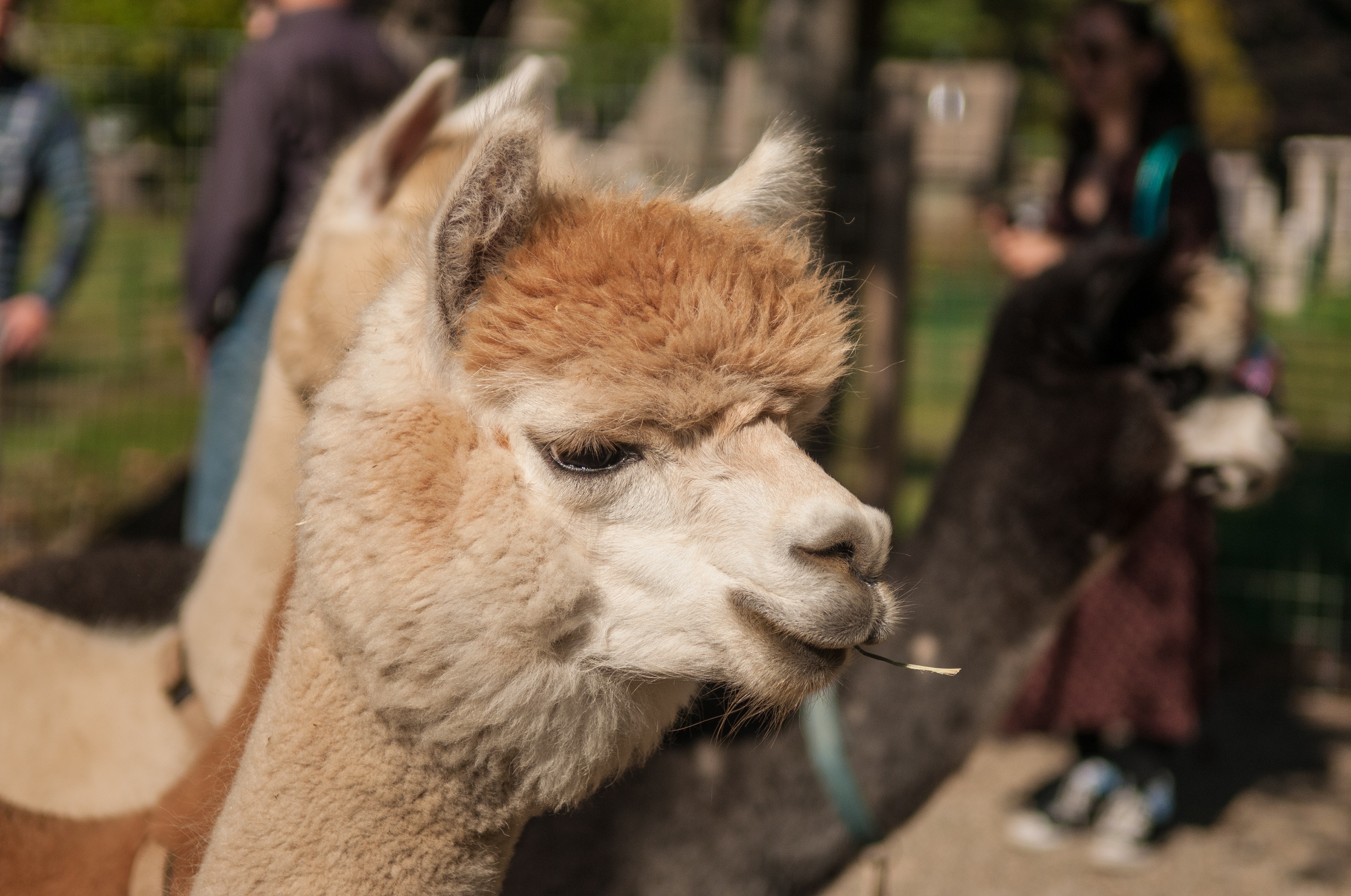 Paca Paca Farm Wild Encounters in Connecticut | CTvisit