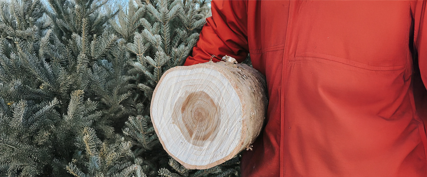 A tree and a cut log at Maple Lane Farms, Preston 
