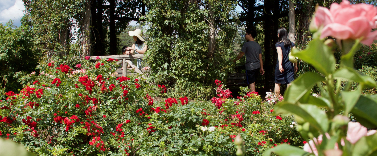 People enjoying a garden with red roses and leafy pergola