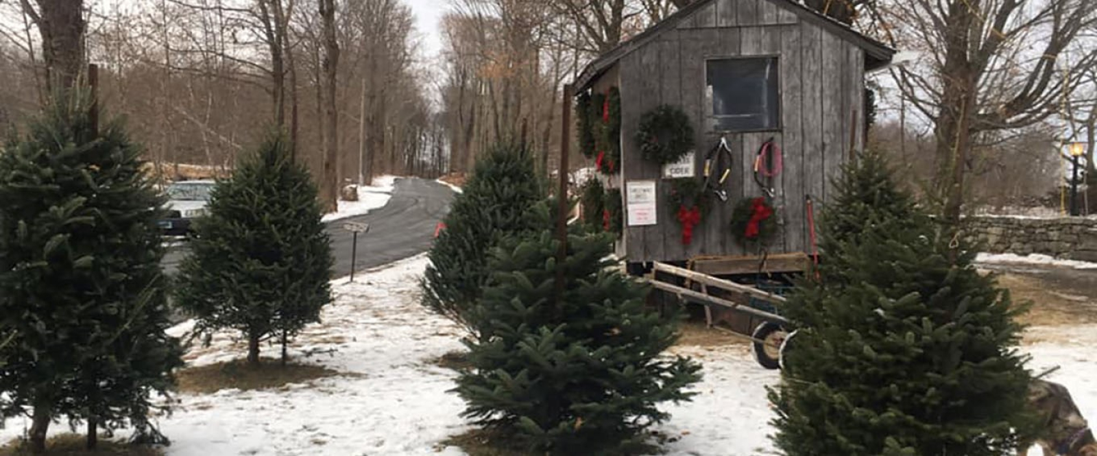 Christmas tree lot with green fir trees and a wooden shed decorated with wreaths