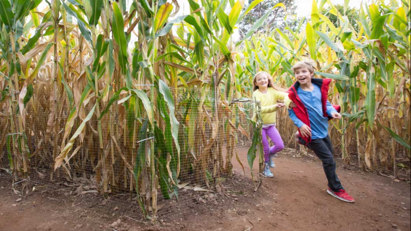 Corn maze