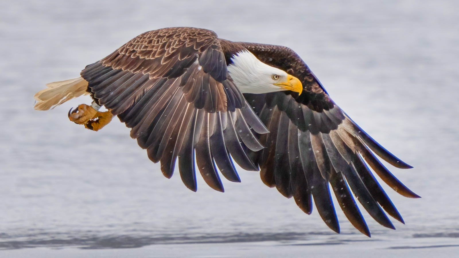 Tours that Soar! Eagle Watching in Connecticut