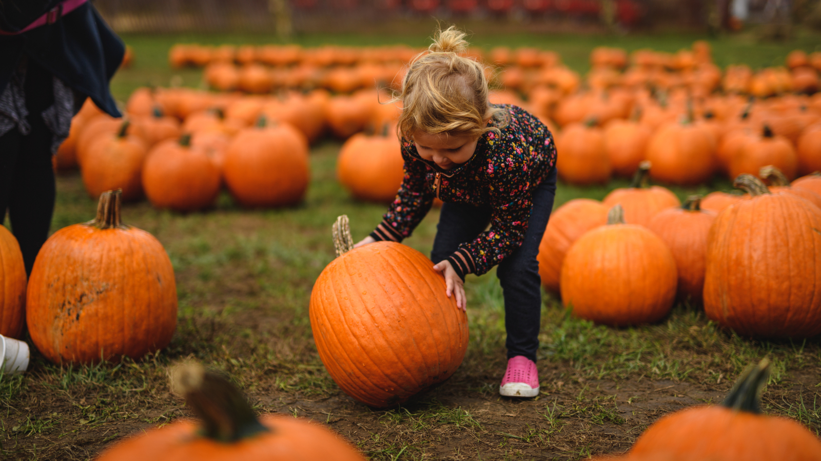bishops orchard pumpkin