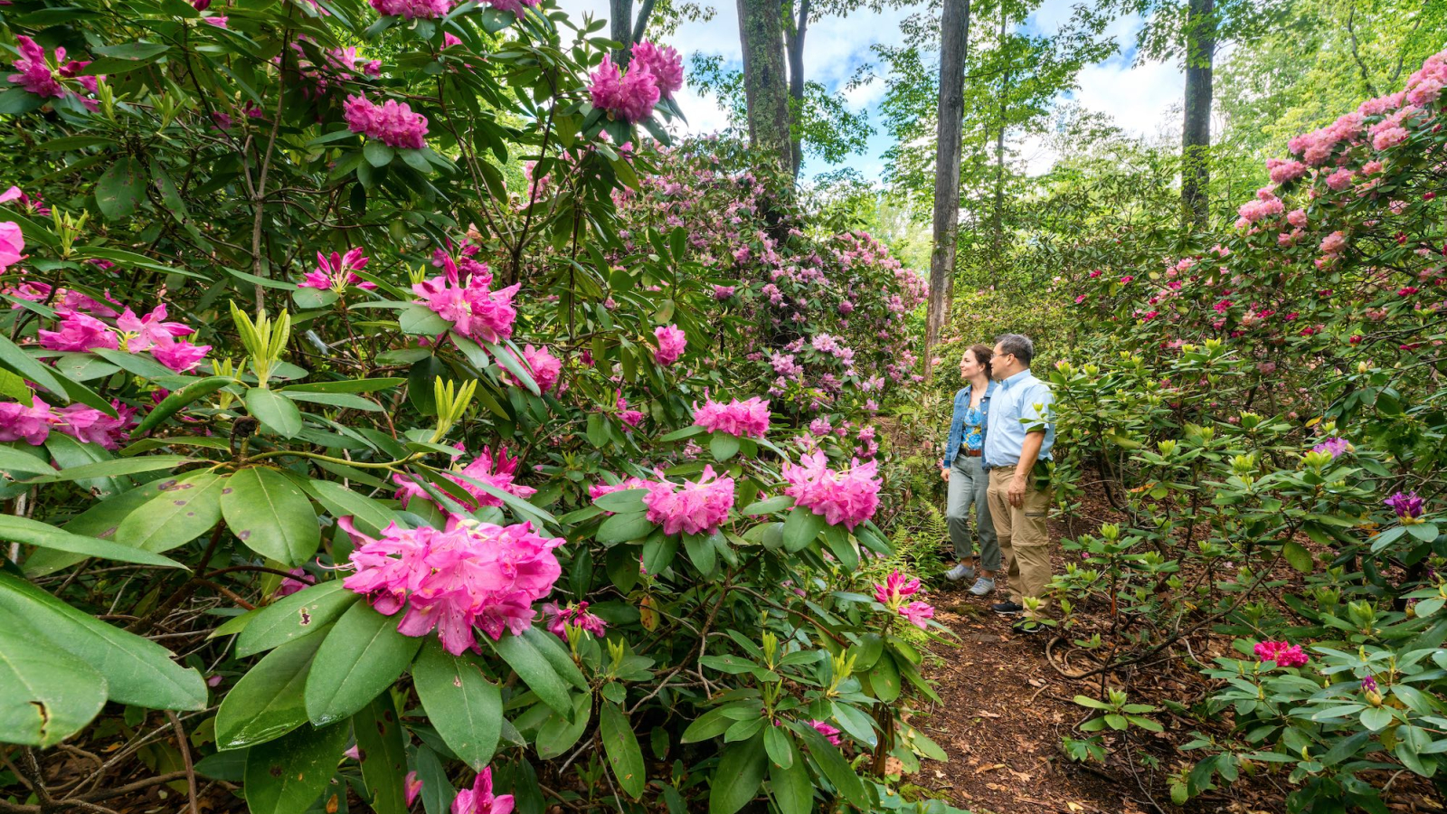 Two people looking at bright flowers at the Bartlett Arboretum in Stamford, CT
