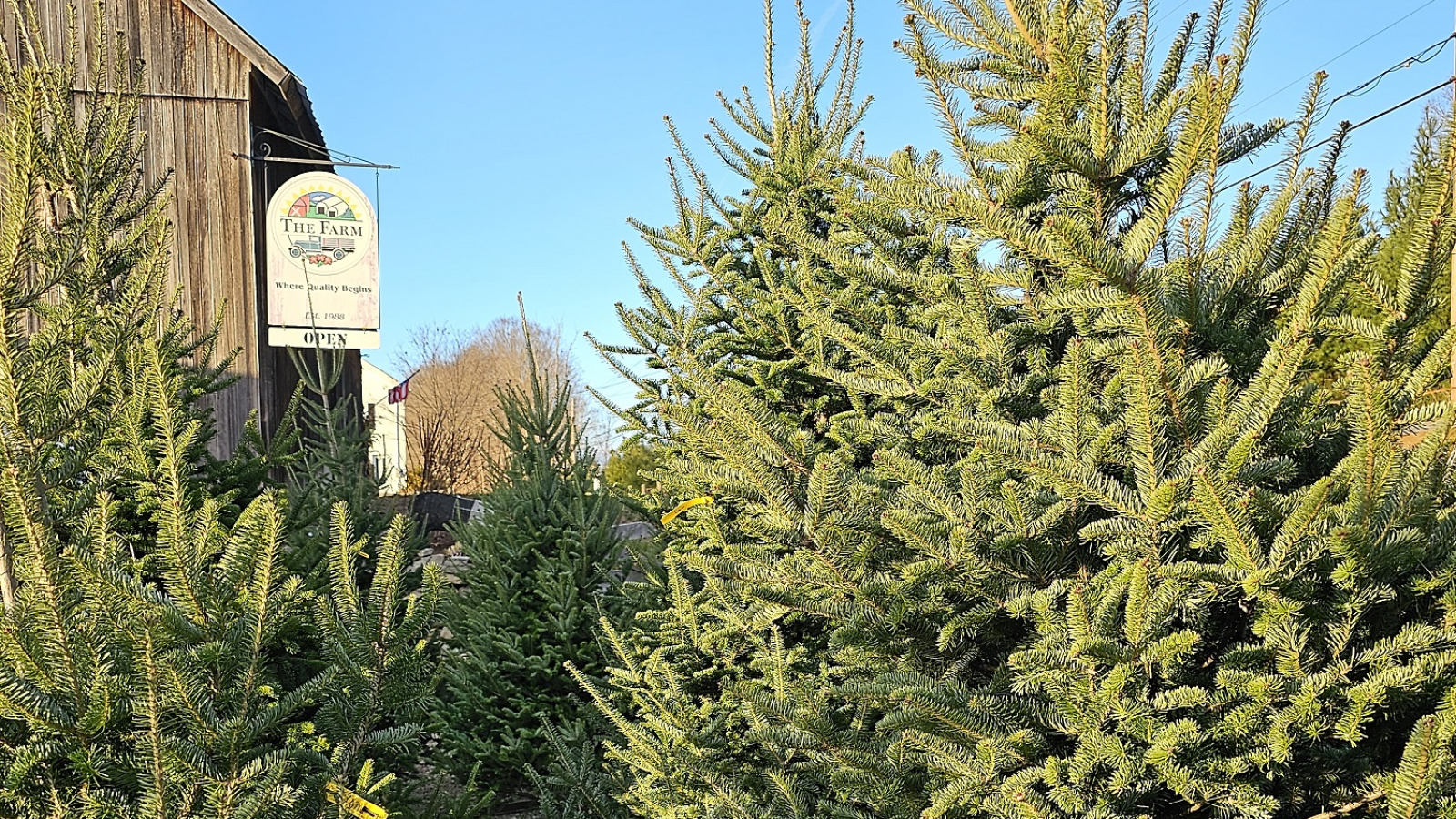 Christmas Trees For Sale