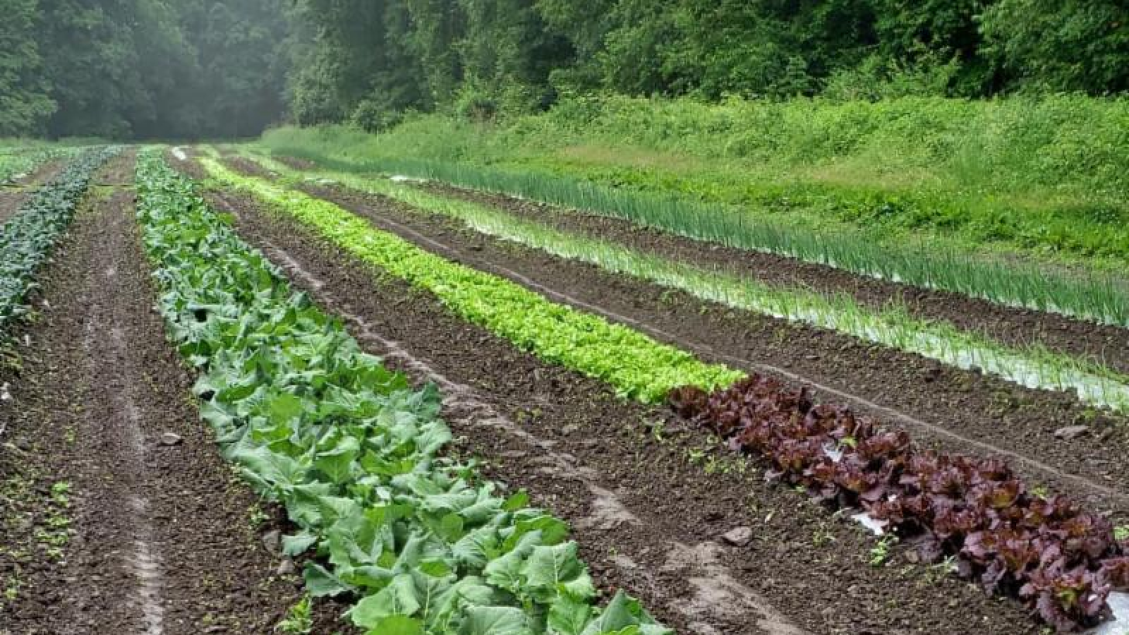 Field crops