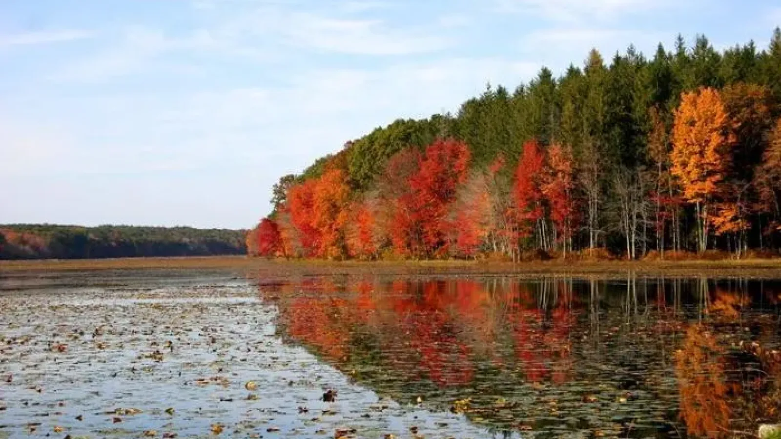 Colorful trees along pond