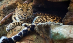 Leopard on rock perch at Beardsley Zoo
