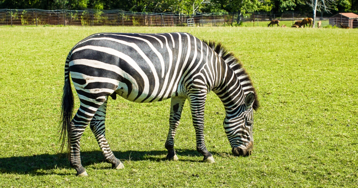 ct safari park