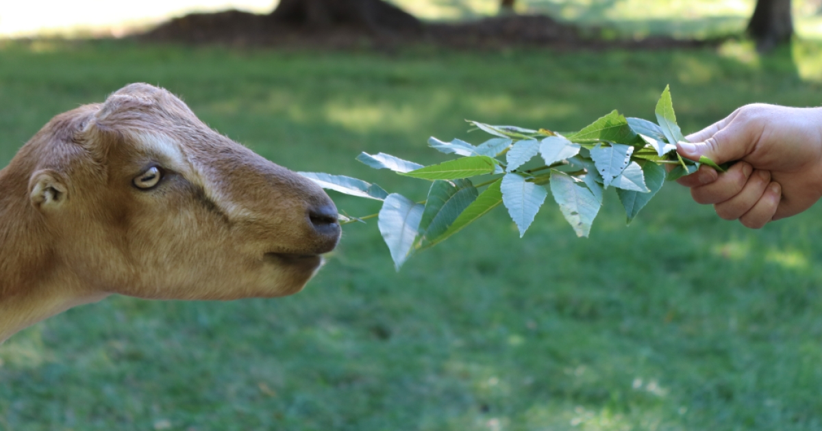 Bradley Mountain Farm CTvisit