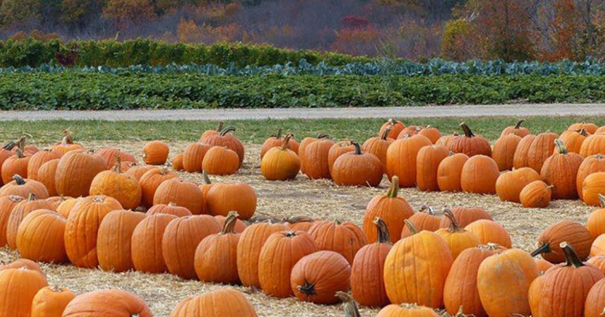 Instagrammable Connecticut: Pumpkin Patches | CTvisit