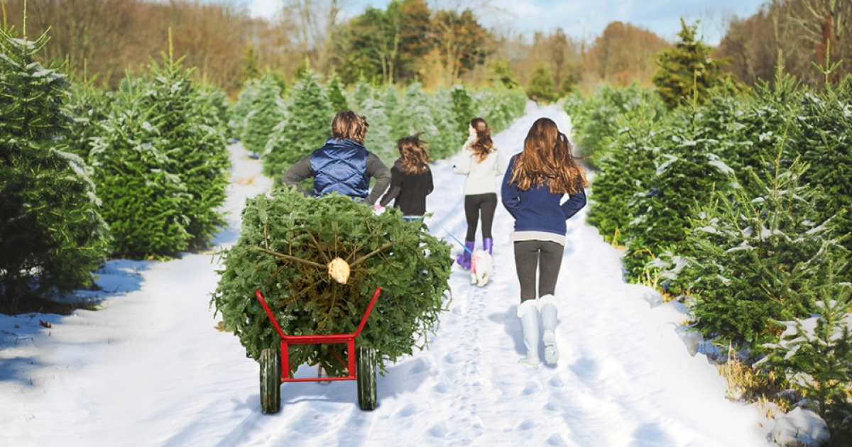 Oak Ridge Tree Farm | CTvisit