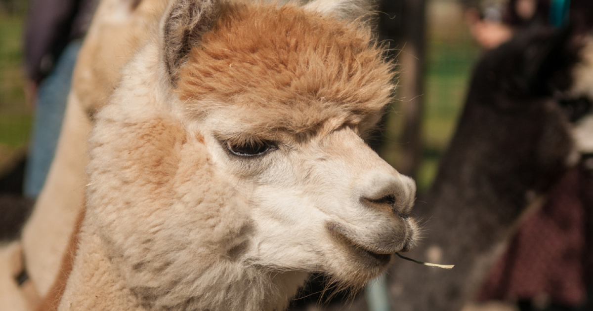 Paca Paca Farm Six Paca Farm | CTvisit