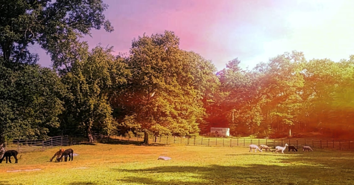 Lavender Hill Farm Alpacas CTvisit