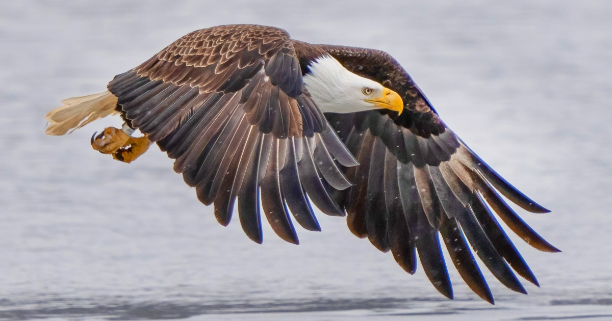 Tours that Soar! Eagle Watching in Connecticut