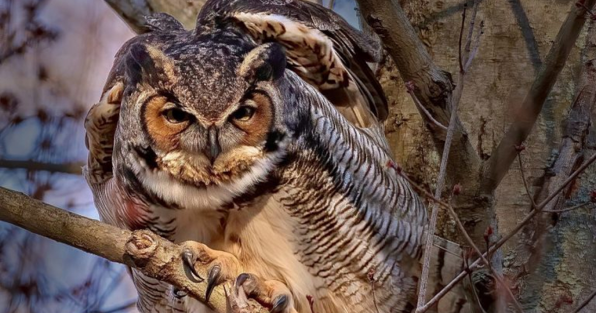  lumi ルミ　バード　owl フクロウ Owl Prowl | CTvisit