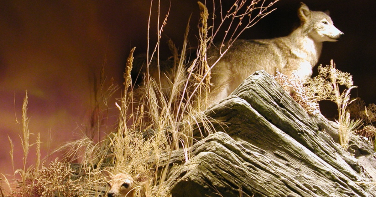 White Memorial Conservation Center Museum