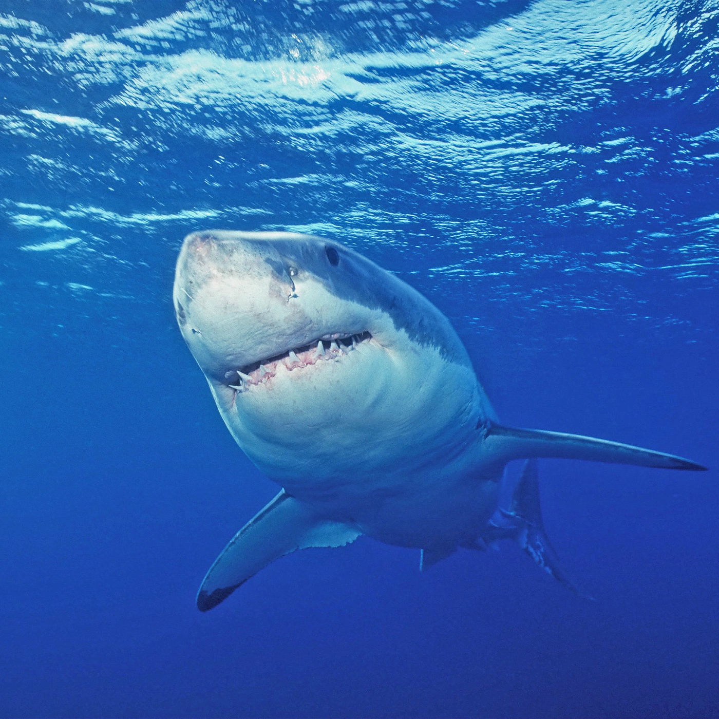 Great white shark swimming underwater in clear blue ocean