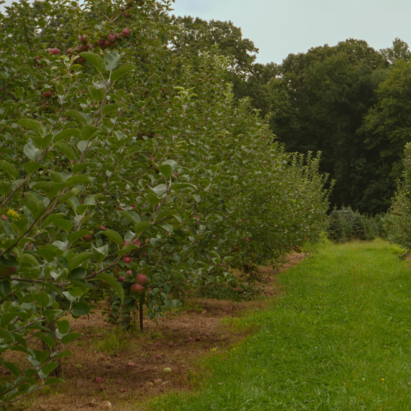 Two rows of apple trees