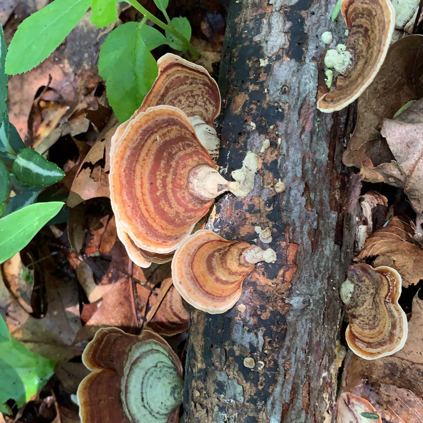 A cluster of oyster mushrooms grow on a fallen tree branch.