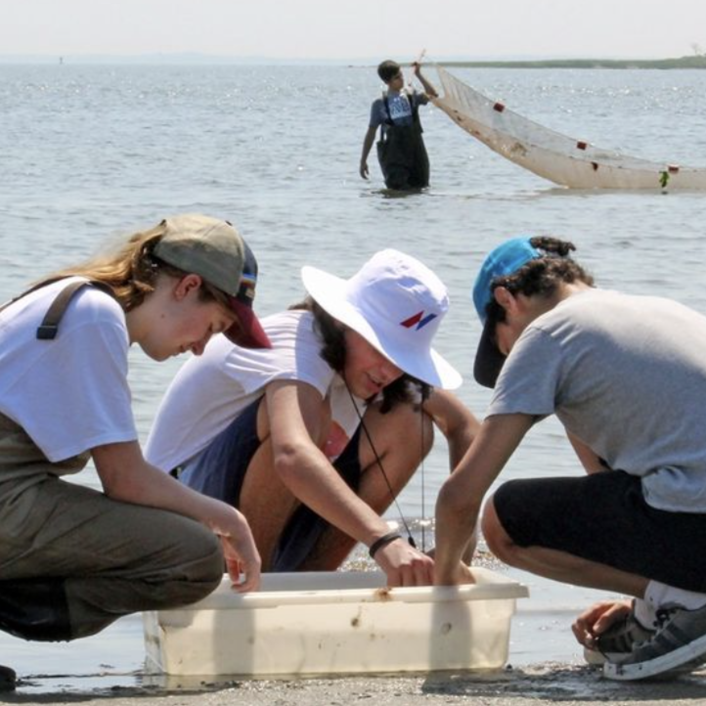 Students at a beach look through a bin to observe marine organisms.