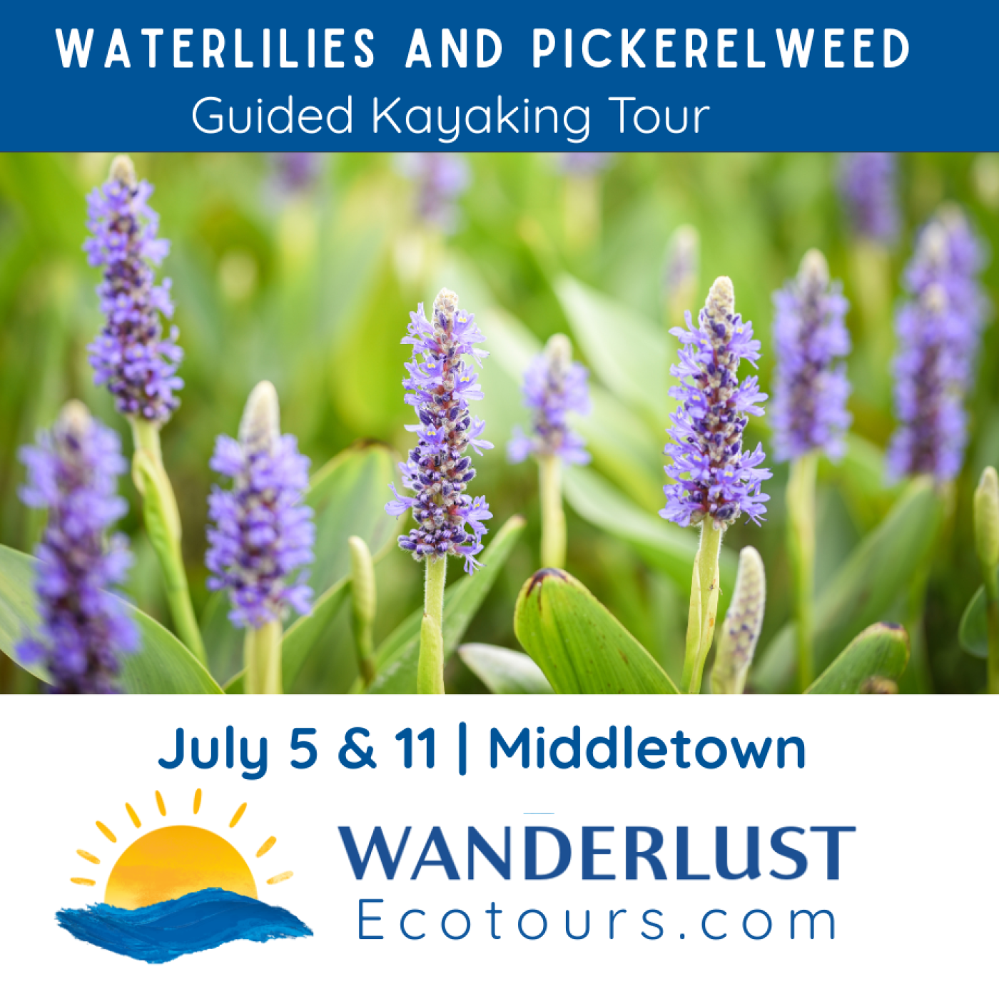 Guided Kayaking: Waterlilies and Pickerelweed