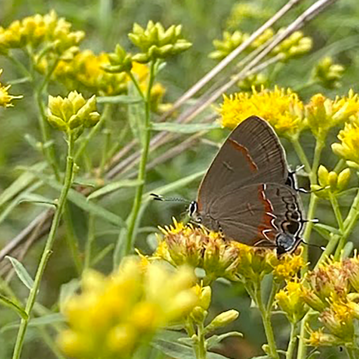 Butterfly Pollinating A Flower