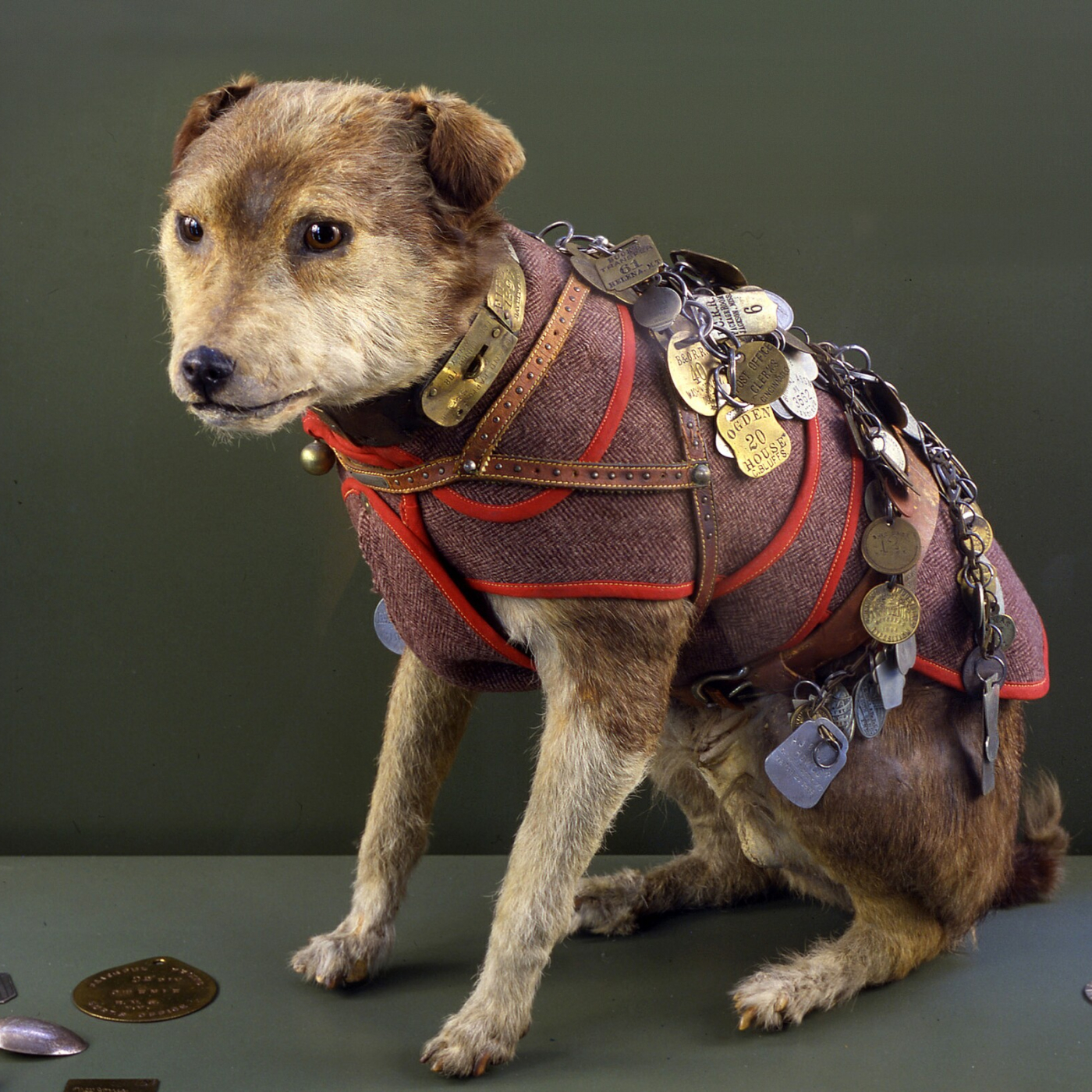 Owney the Post Office Dog