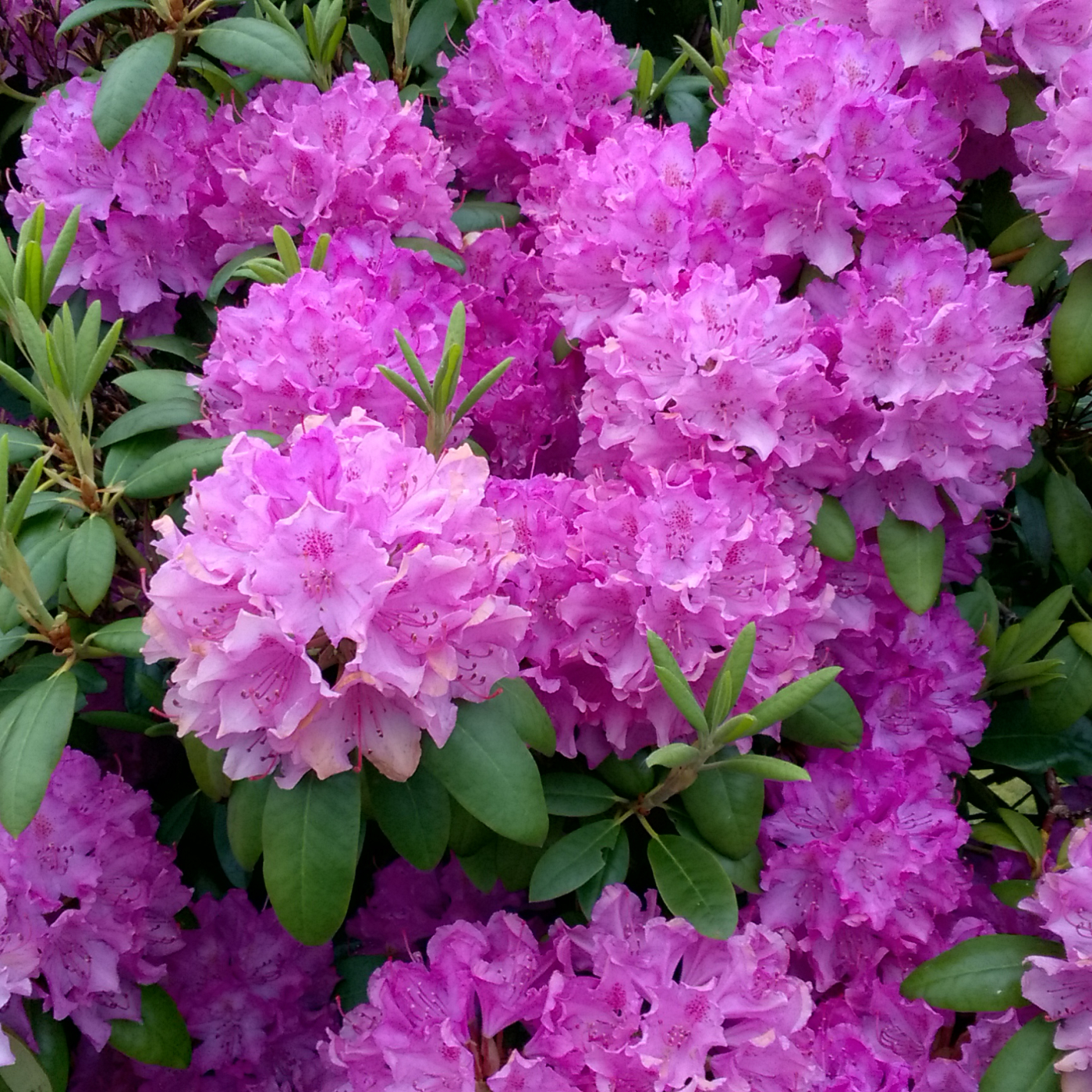 Rhododendron plant