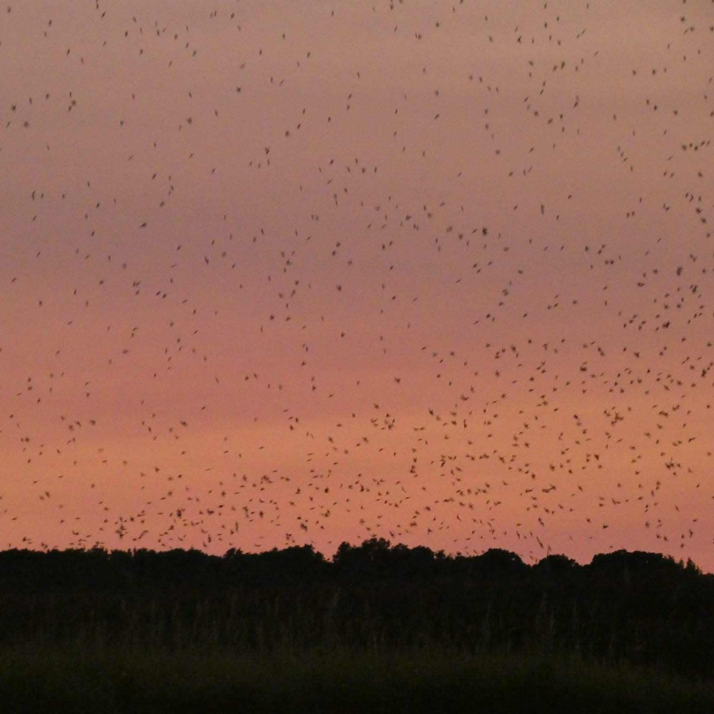 Guided Kayaking Tour: Tree Swallow Migration: Naturalist Led, All Equipment Included