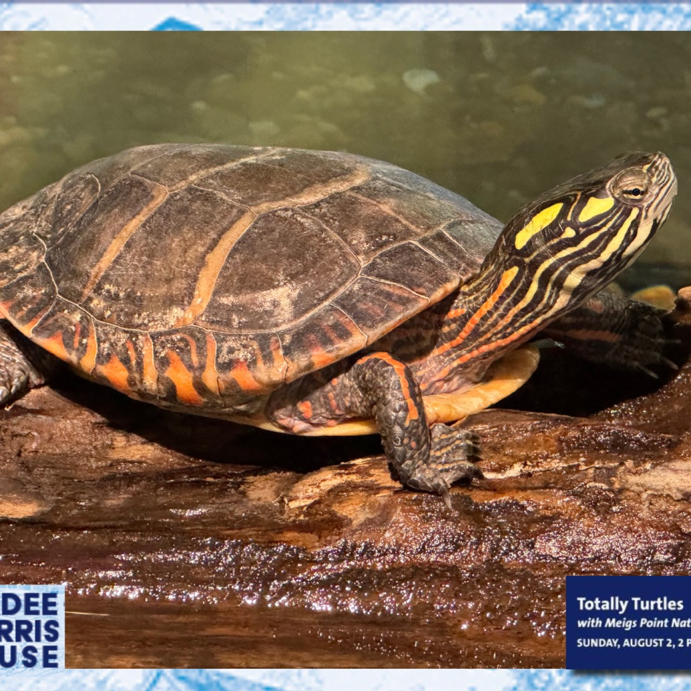 A turtle on a log. 