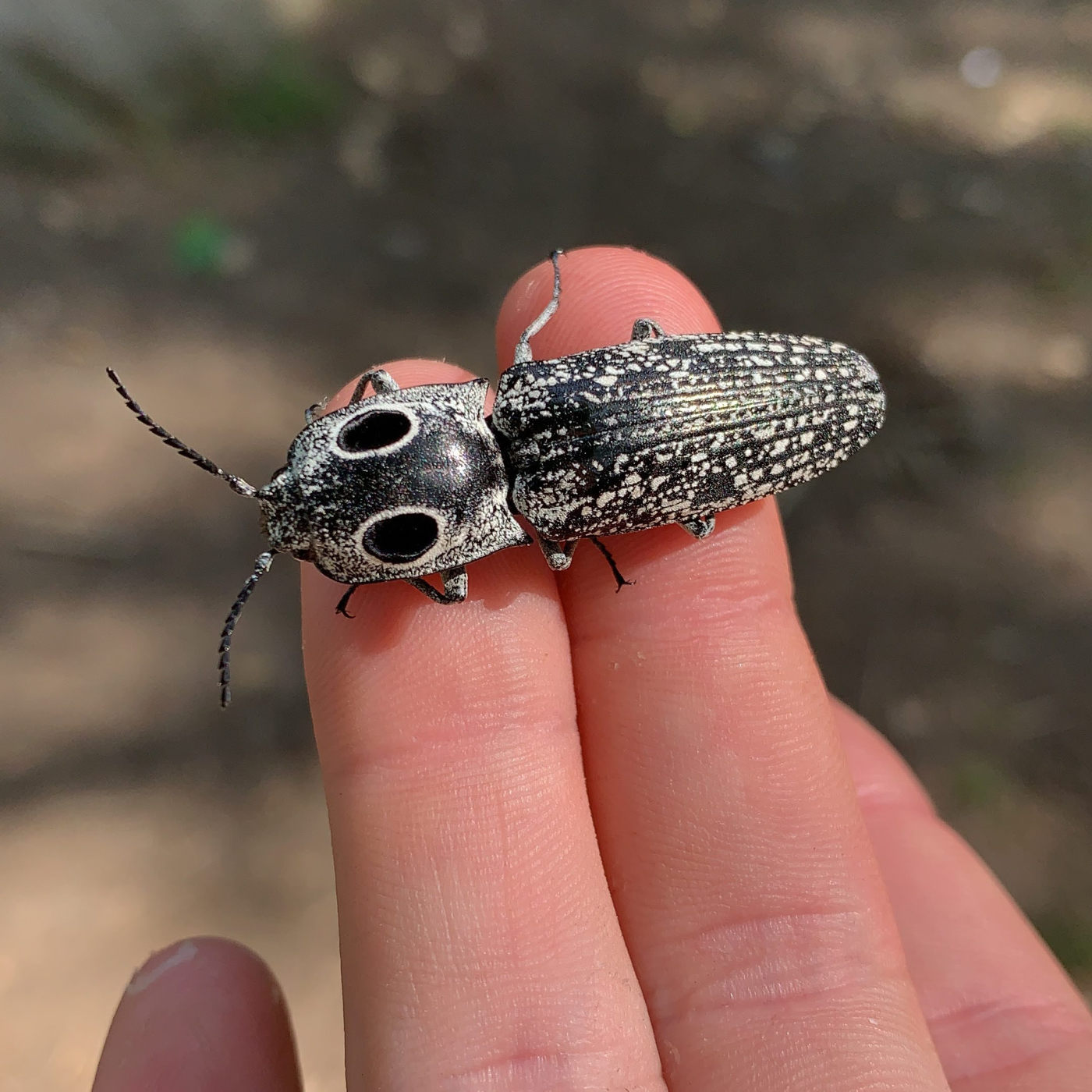 This gorgeous beatle confuses predators with huge black circles on the back of its back to resemble eyes.