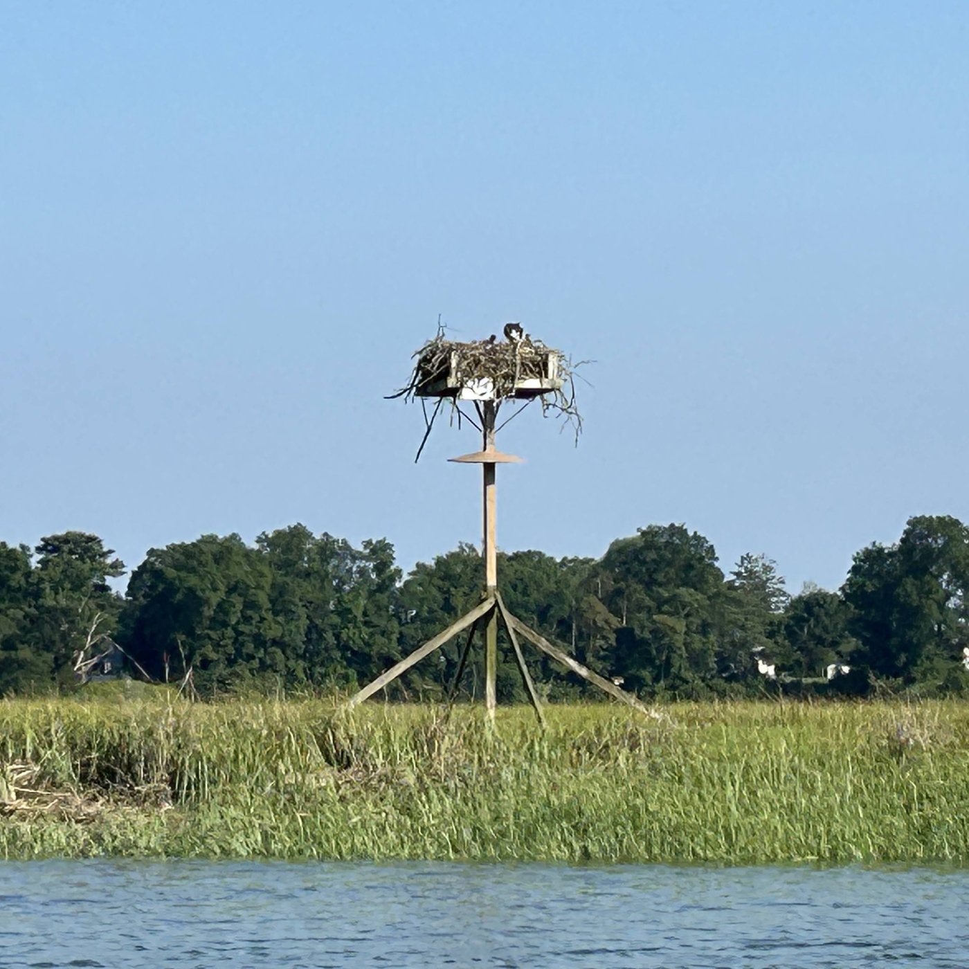 Guided Kayaking Ecotour: Salt Marsh, Eelgrass Beds, and Tidal Mud Flats. All Equipment Included. Old Lyme, CT