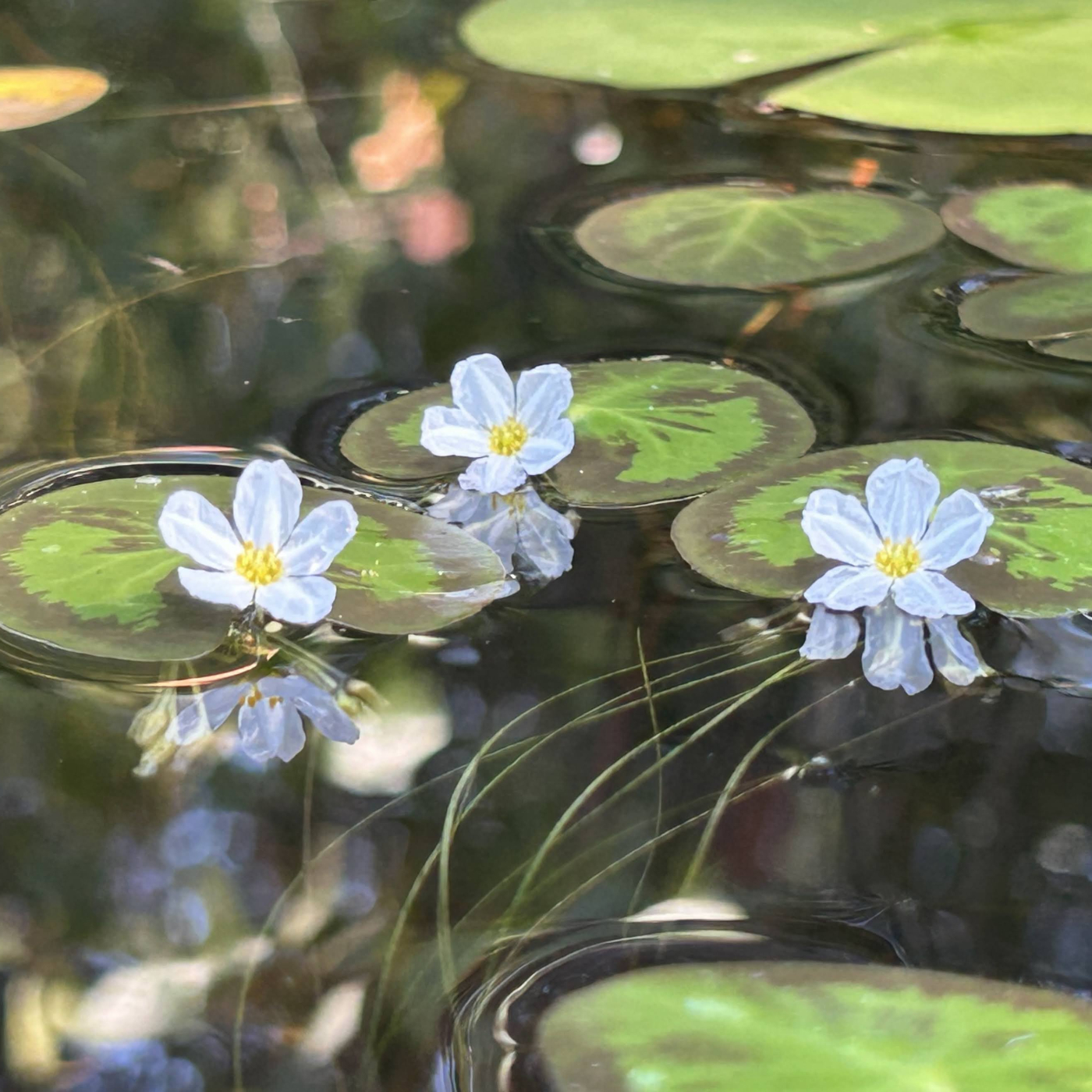 Guided Kayaking Tour: Successional Pond during Summersweet Bloom. Beginner Friendly, all equipment included. Westbrook CT