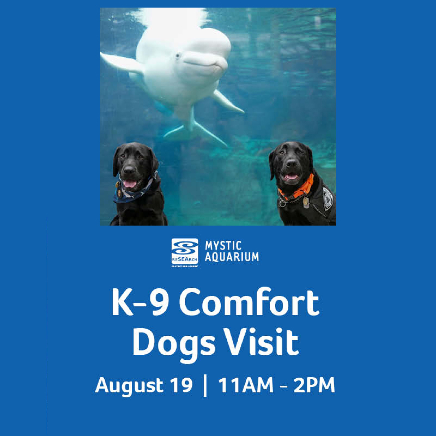K9 Comfort Dogs visit Mystic Aquarium