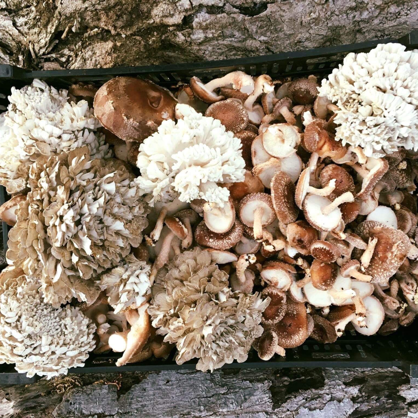 A variety of foraged mushrooms.
