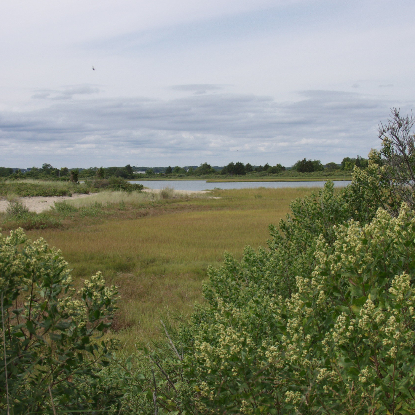 Through the brush at Bluff Point, we can see wetlands, dunes, and water on a cloudy day.
